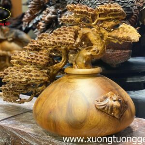 Tiểu Cảnh Bon Sai Cây Tùng