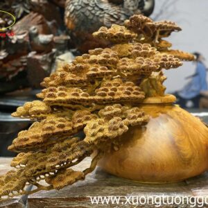 Tiểu Cảnh Bon Sai Cây Tùng