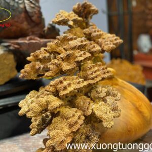 Tiểu Cảnh Bon Sai Cây Tùng