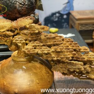 Tiểu Cảnh Bon Sai Cây Tùng