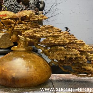 Tiểu Cảnh Bon Sai Cây Tùng
