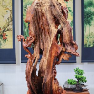 Đạt Ma Thuần Rồng Gỗ Nu Hương