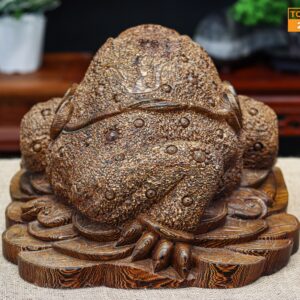 Thiềm thừ gỗ mun đuôi công