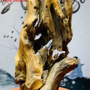 Song mã đứng tùng gỗ bách xanh.
