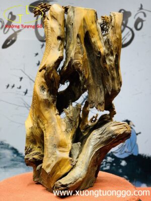 Song mã đứng tùng gỗ bách xanh.