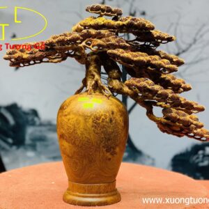 Bình tùng nu hương
