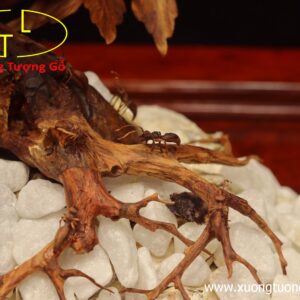 Cây ngà voi gỗ sưa