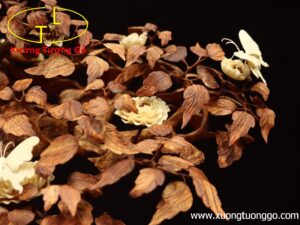 Cây ngà voi gỗ sưa