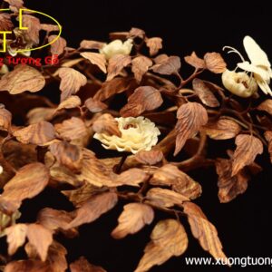 Cây ngà voi gỗ sưa