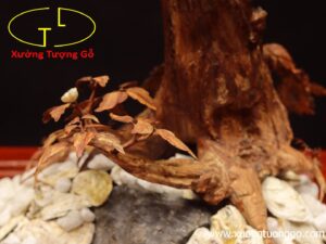 Cây ngà voi gỗ sưa