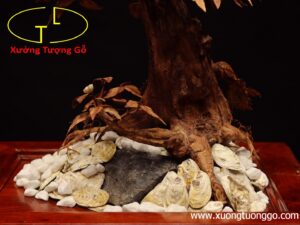 Cây ngà voi gỗ sưa