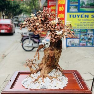 Bonsai cây gỗ sưa