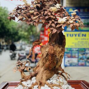 Bonsai cây gỗ sưa