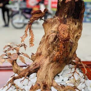 Bonsai cây gỗ sưa