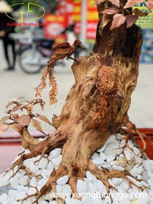 Bonsai cây gỗ sưa