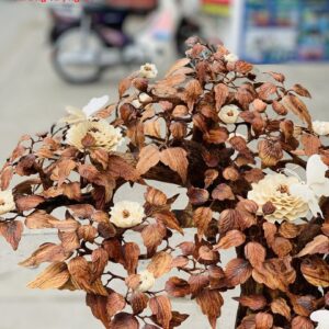Bonsai cây gỗ sưa