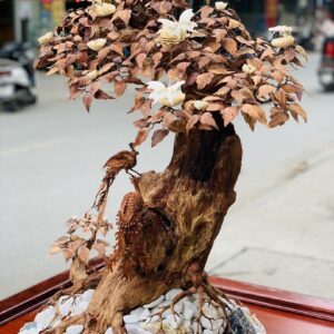 Bonsai cây gỗ sưa