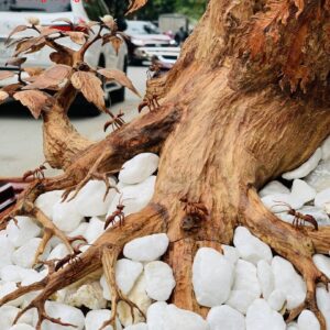 Bonsai cây gỗ sưa