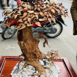 Bonsai cây gỗ sưa