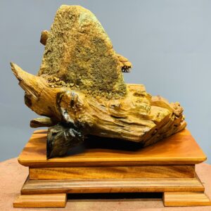 Tiểu cảnh(bonsai) ôm đá gỗ hương ta.