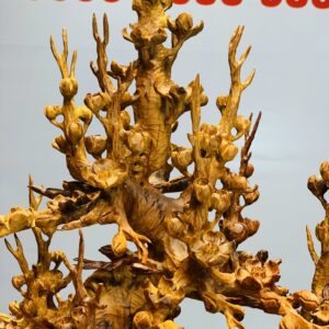 Bình mai gỗ hương ta.