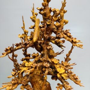 Bình mai hương ta
