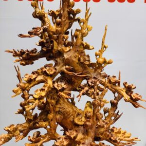 Bình mai hương ta