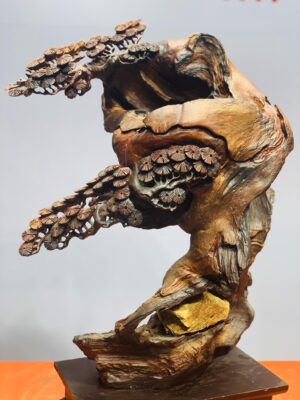 Cây tùng ôm đá gỗ hương.