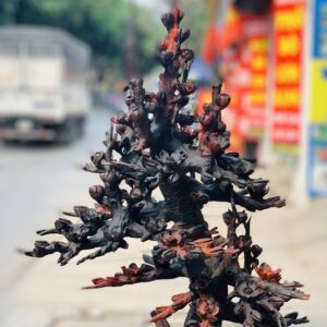 Bình hoa mai gỗ trắc.