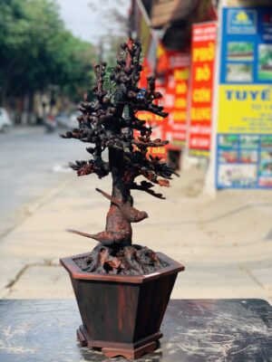 Bình hoa mai gỗ trắc.