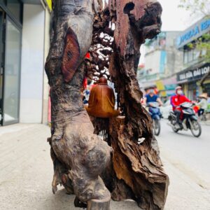 Đạt ma ngồi thiền tùng hương
