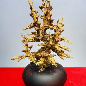 Bình Hoa Mai Gỗ Hoàng Đàn Tuyết Lạng Sơn