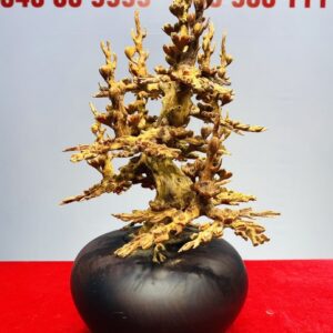 Bình Hoa Mai Gỗ Hoàng Đàn Tuyết Lạng Sơn