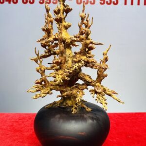 Bình Hoa Mai Gỗ Hoàng Đàn Tuyết Lạng Sơn