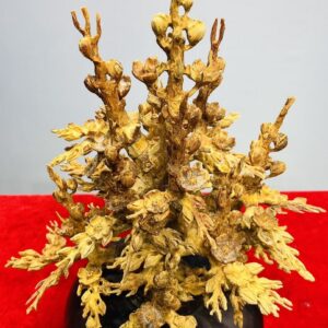 Bình Hoa Mai Gỗ Hoàng Đàn Tuyết Lạng Sơn