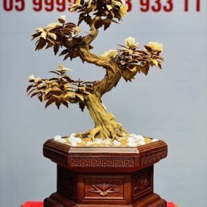 Bonsai Hoa Phù Dung Ngà Voi Gỗ Hoàng Đàn