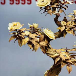Bonsai Hoa Phù Dung Ngà Voi Gỗ Hoàng Đàn