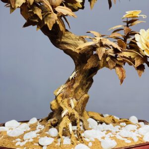 Bonsai Hoa Phù Dung Ngà Voi Gỗ Hoàng Đàn