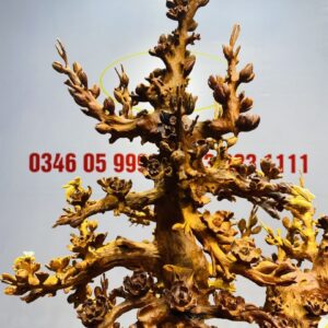Bình Hoa Mai Gỗ Nu Hương