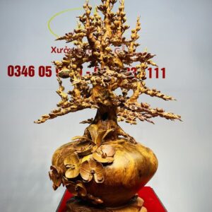 Bình Mai Gỗ Nu Hương