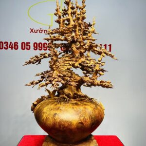 Bình Mai Gỗ Nu Hương