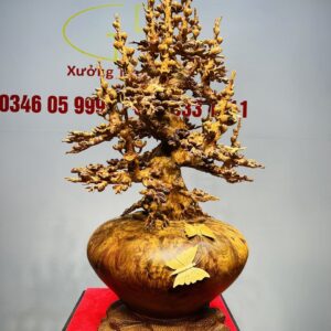 Bình Mai Gỗ Nu Hương