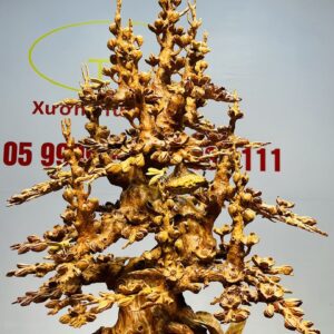 Bình Mai Gỗ Nu Hương