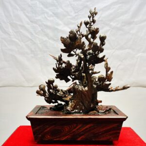 Chậu Hoa Phù Dung Chim Trĩ Gỗ Trắc