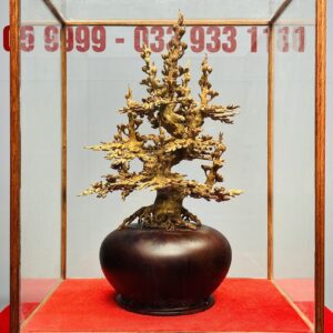 Bình Mai Hoàng Đàn Tuyết Lạng Sơn