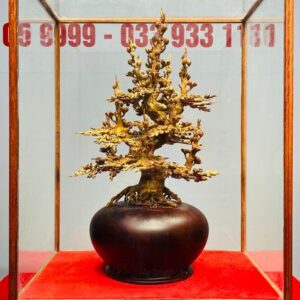 Bình Mai Hoàng Đàn Tuyết Lạng Sơn