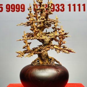 Bình Mai Hoàng Đàn Tuyết Lạng Sơn