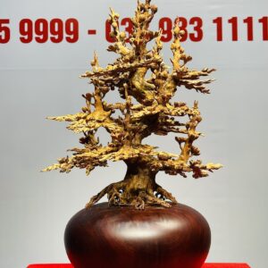 Bình Mai Hoàng Đàn Tuyết Lạng Sơn