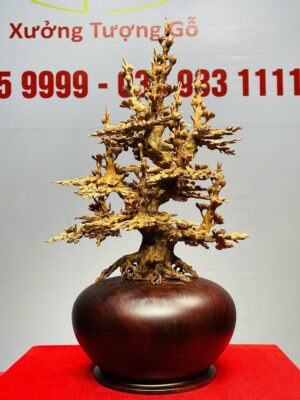 Bình Mai Hoàng Đàn Tuyết Lạng Sơn
