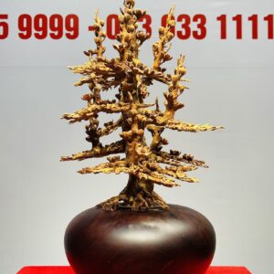 Bình Mai Hoàng Đàn Tuyết Lạng Sơn